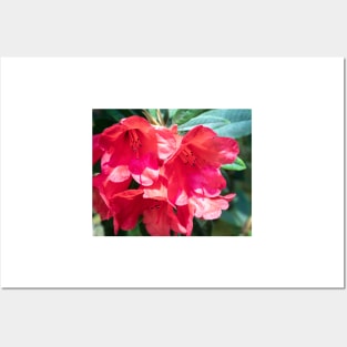 Red rhododendron flowers Posters and Art